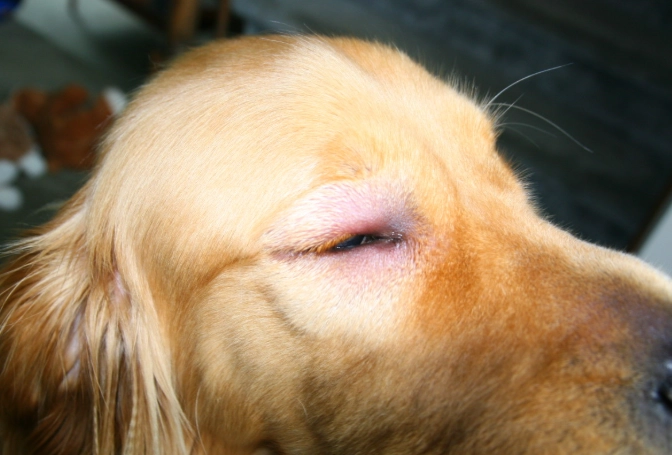 dog bee sting face symptoms