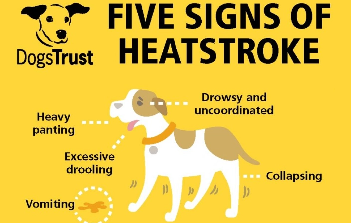 heat stroke in dogs treatment at home