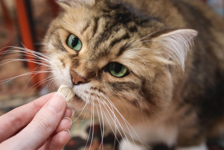 cats and cranberries cats and cranberries