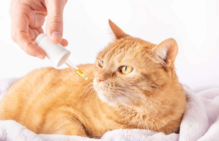 best fish oil cat food best fish oil cat food