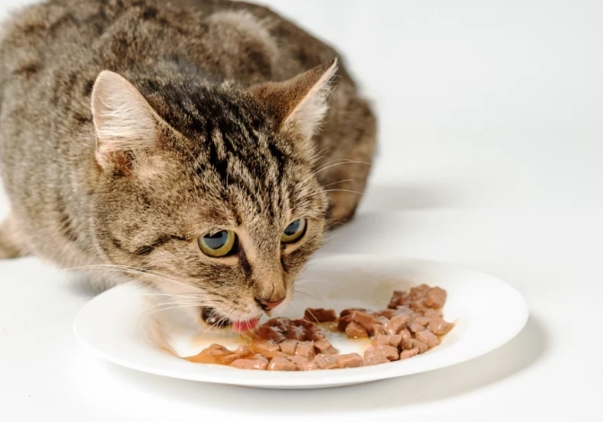 cat feeding chart by weight cat feeding chart by weight