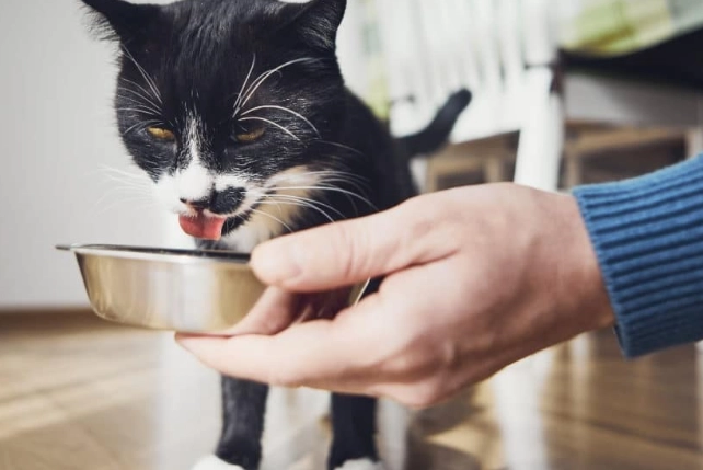 how much food should my cat eat per day how much food should my cat eat per day