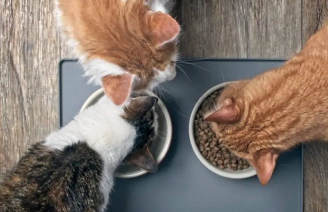 how much dry food to feed a cat per day