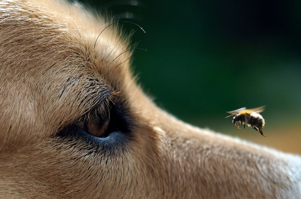 benadryl for dogs bee sting