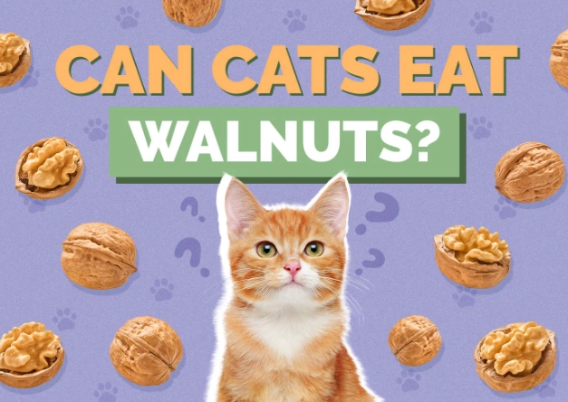 can cats eat walnuts