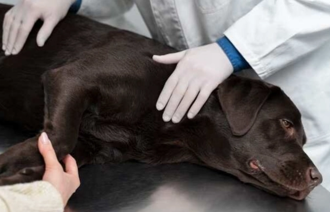 Dog overheating symptoms Dog overheating symptoms