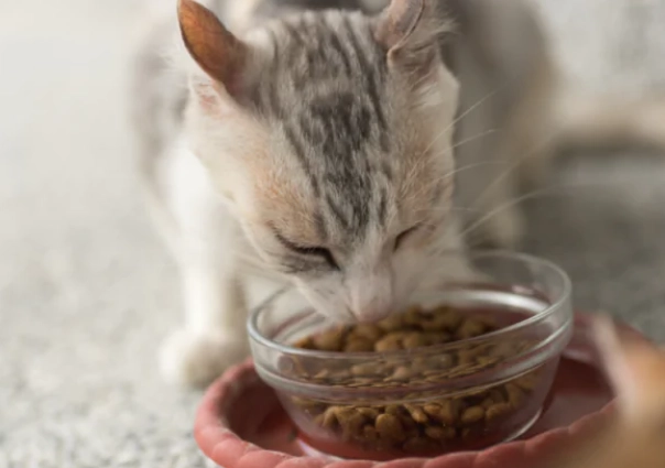 dry cat food calories