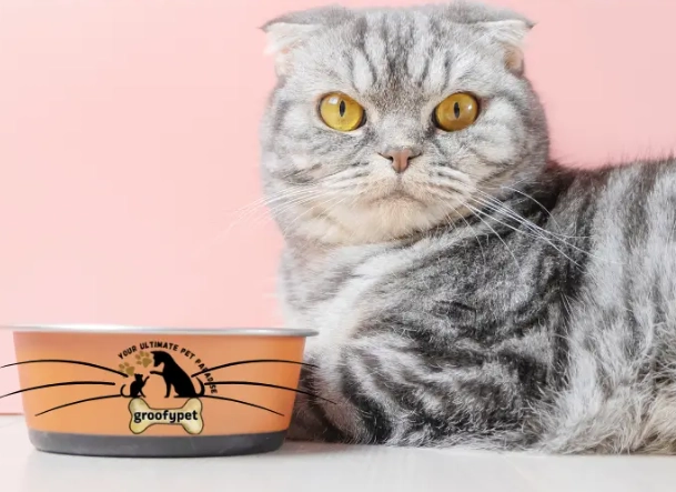 how many calories should a cat eat how many calories should a cat eat