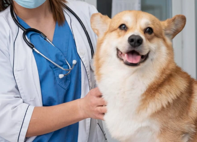 dog stung by bee benadryl