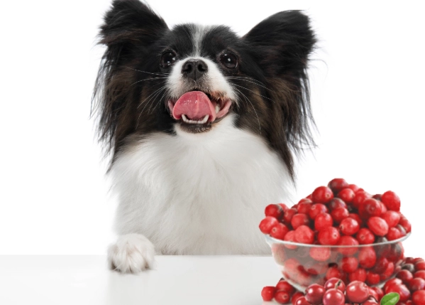 cats and cranberries cats and cranberries