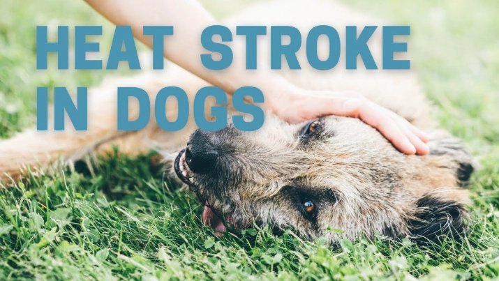 Heat stroke in dogs treatment at home