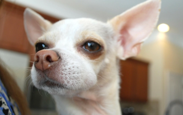 bee sting dog treatment bee sting dog treatment