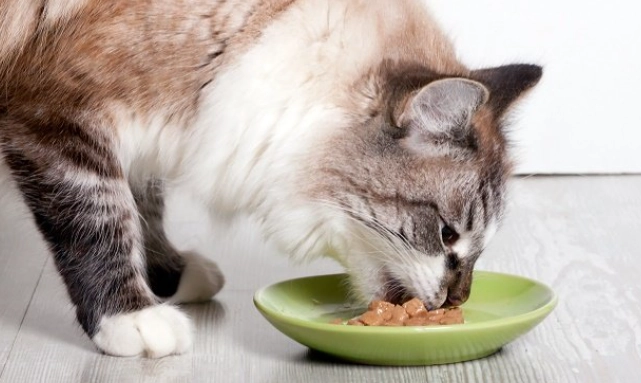 how much food should my cat eat per day how much food should my cat eat per day