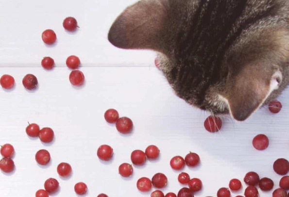 can cats eat dried cranberries can cats eat dried cranberries