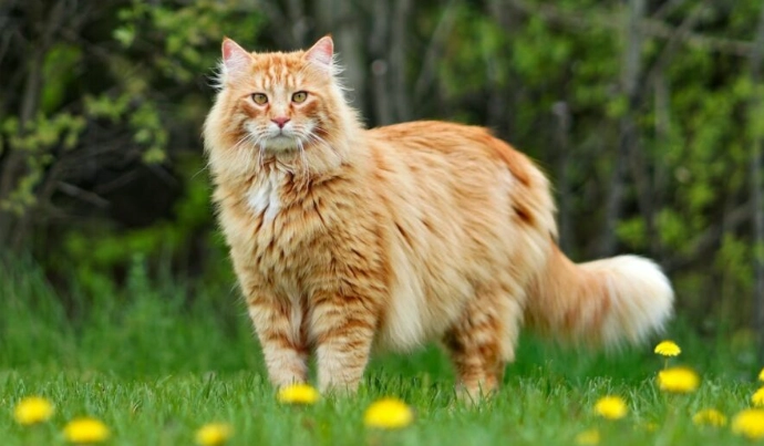 cat weight chart cat weight chart