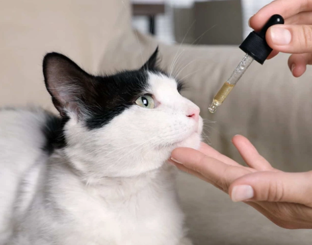 best fish oil cat food best fish oil cat food