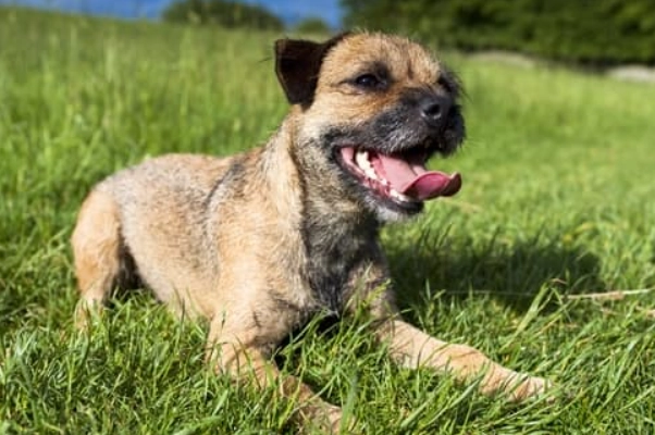 Recovering from heat stroke symptoms dog