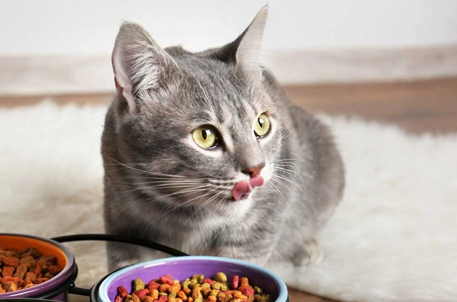 cat feeding chart by weight cat feeding chart by weight