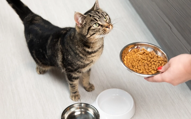 how many calories should a cat eat how many calories should a cat eat