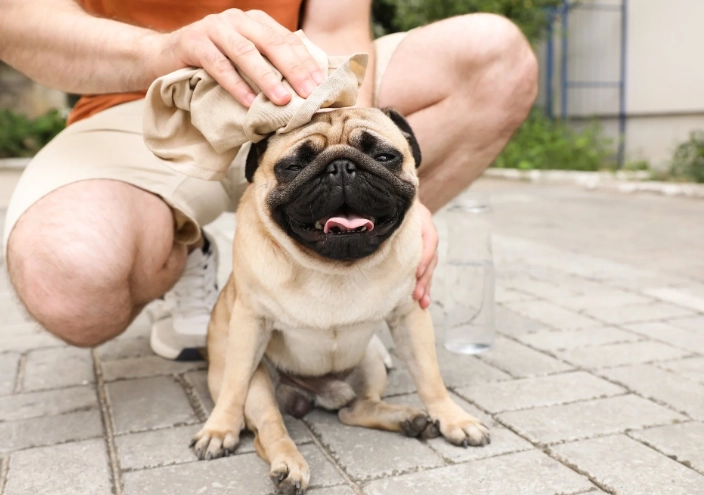 signs of heat stroke in dogs