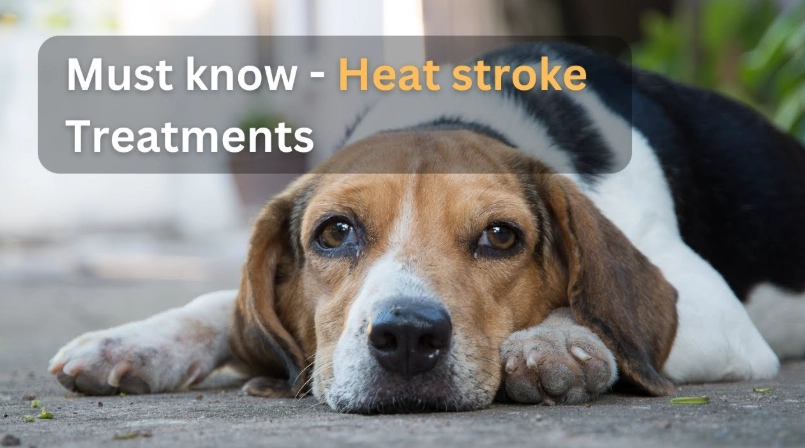 dog heat stroke symptoms