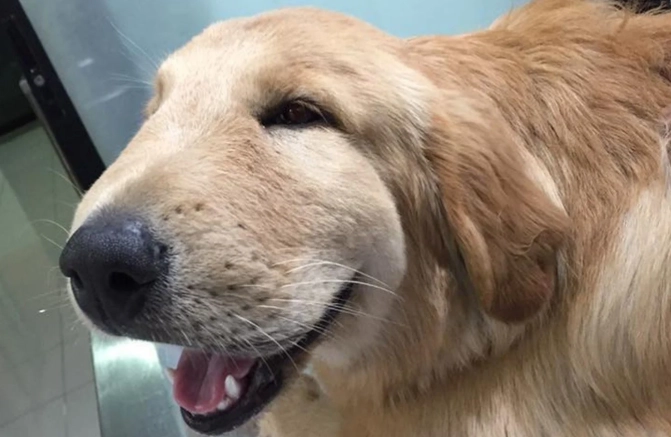 how to treat a bee sting on a dog how to treat a bee sting on a dog