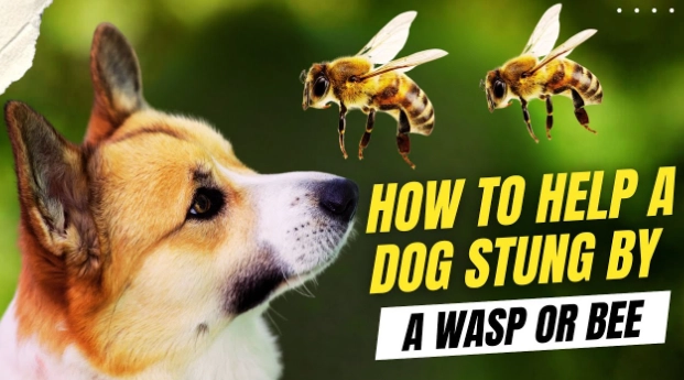 treating bee stings on dogs