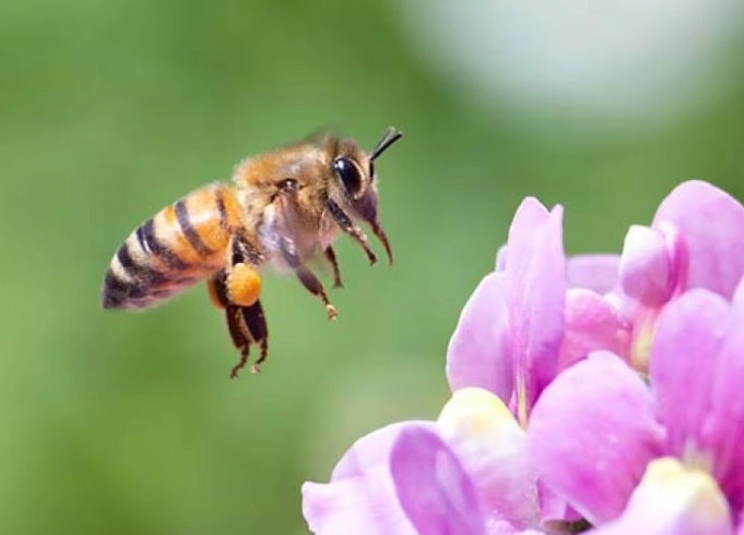 dog benadryl bee sting