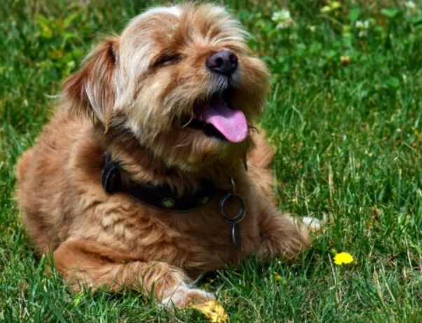 dog heat stroke treatment at home