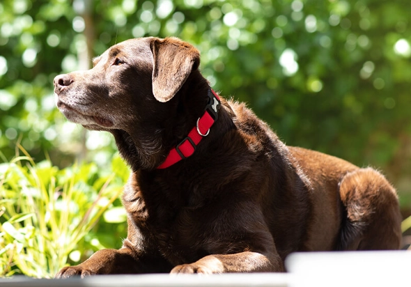 dog heat stroke treatment at home