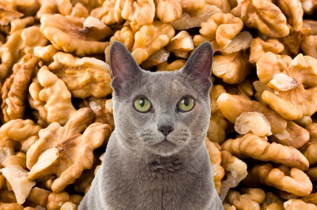 cat safe nuts