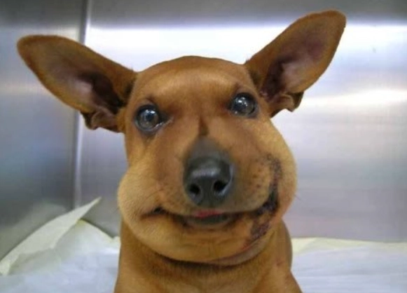 bee sting dog treatment bee sting dog treatment