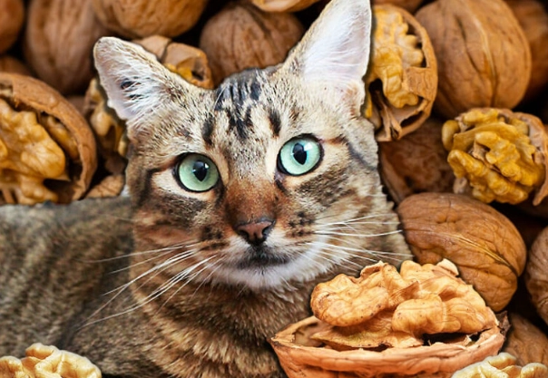 cat safe nuts
