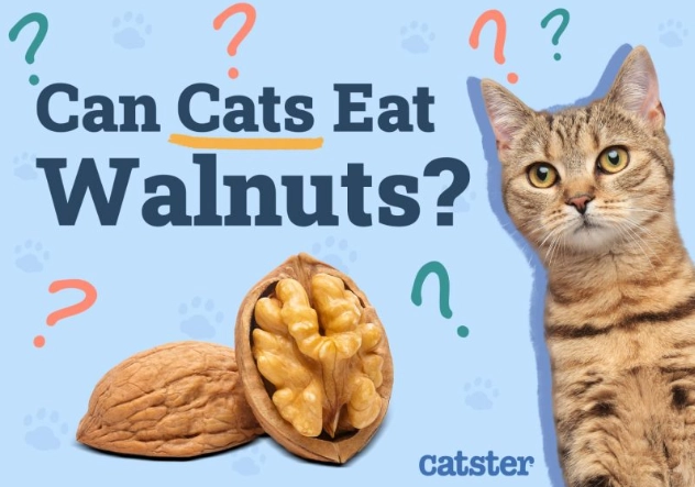 walnuts toxic to cats
