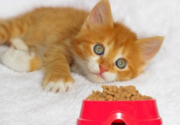 How much food should my cat eat per day