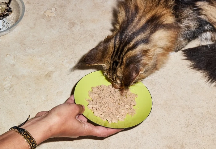 dry cat food calories