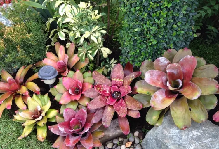 how to care for a bromeliad