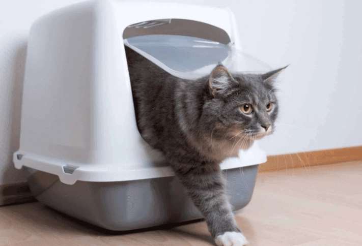 how to clean cat urine how to clean cat urine