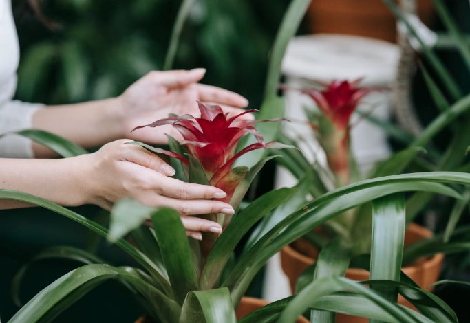 bromeliad plant care