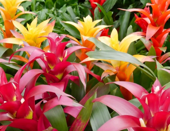 how to care for a bromeliad