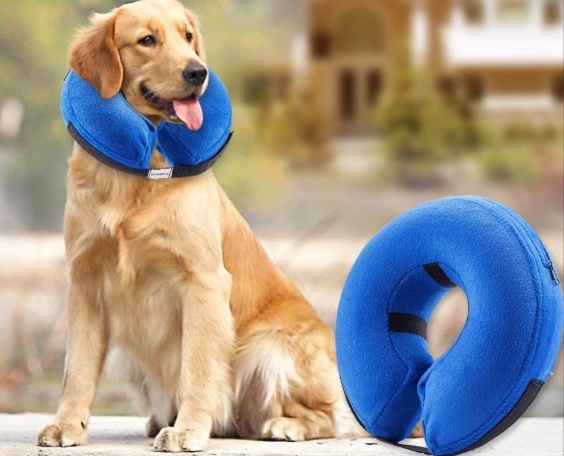 recovery collar for dogs recovery collar for dogs