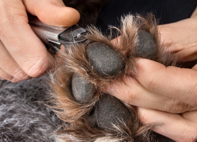 hydrogen peroxide dog paws