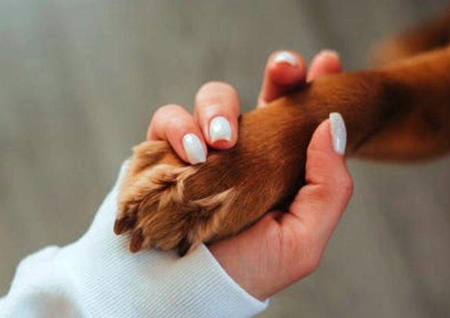 peroxide on dogs paws