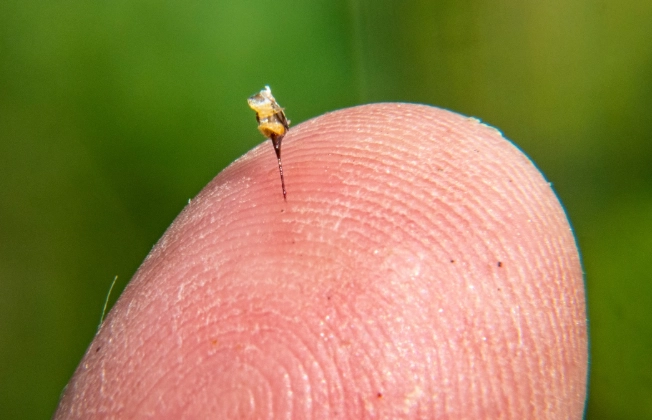 dog stung by bee in mouth