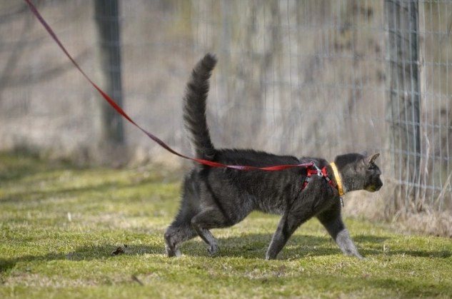 walking a cat on a leash