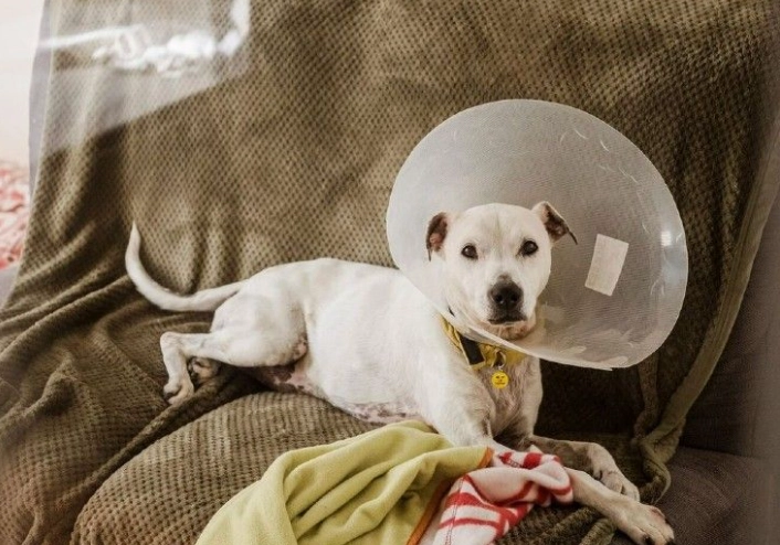 can dogs sleep with a neck cone