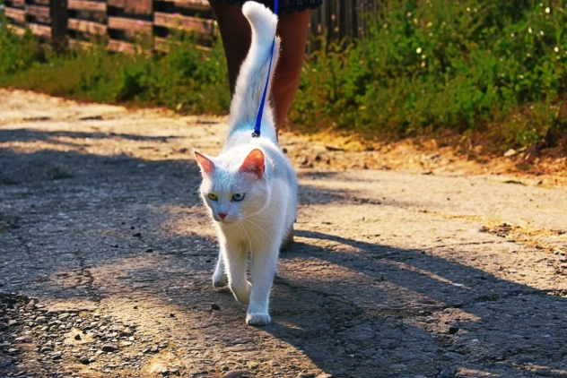 cat leash and harness