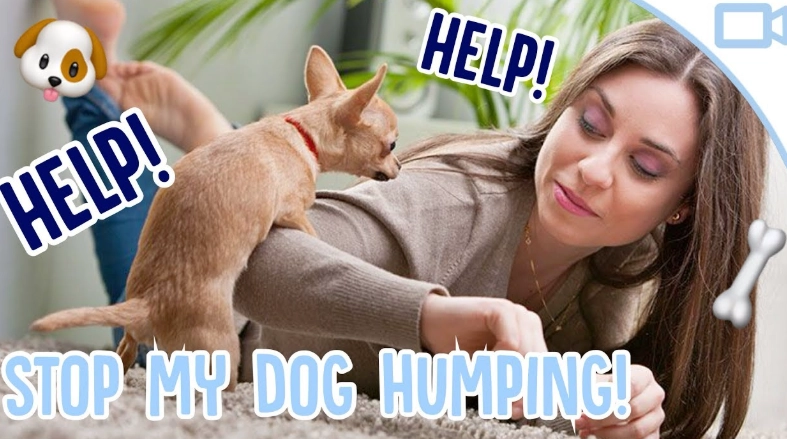 dog humping behavior dog humping behavior
