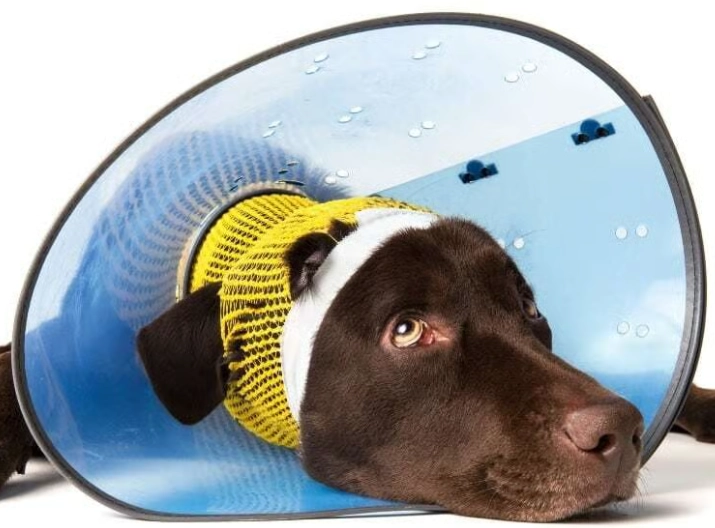 Elizabethan collar sleep