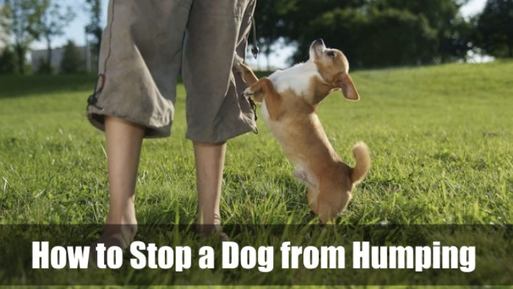 dog humping behavior dog humping behavior